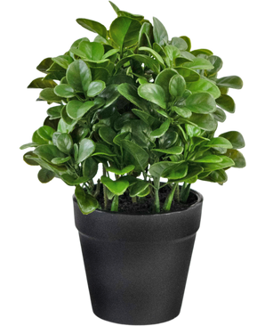 Künstliche Pflanze Peperomia 20 cm