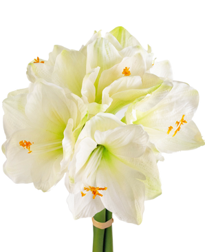 Künstliche Blume Amaryllis weiß 36 cm