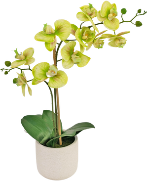 Künstliche Orchidee Real Touch 60 cm grün