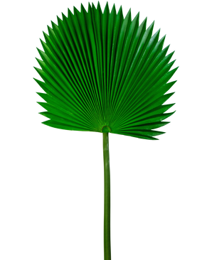 Künstliches Blatt Washingtonia 105cm