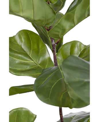 Ficus-Tabak-Pflanze Deluxe 180 cm