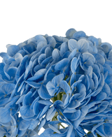 Künstliche Hortensie "Annabelle" Real Touch Blau 55cm