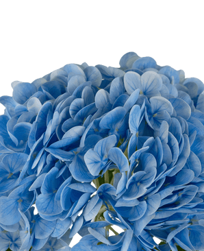 Künstliche Hortensie "Annabelle" Real Touch Blau 55cm