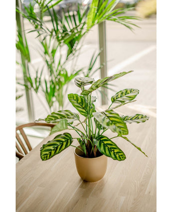 Künstliche Pflanze Calathea Makoyana 60 cm