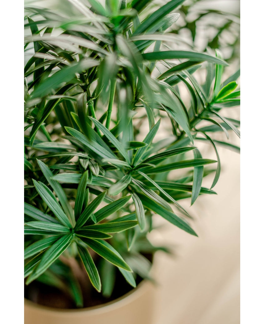 Künstliche Pflanze Podocarpus 47 cm