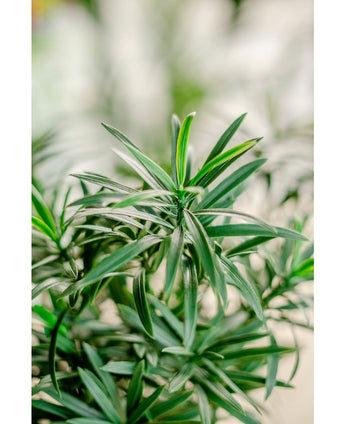 Künstliche Pflanze Podocarpus 47 cm