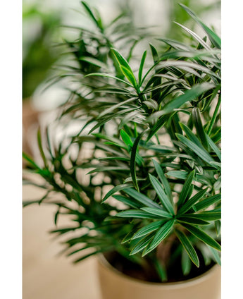 Künstliche Pflanze Podocarpus 47 cm