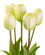 Künstlicher Tulpenstrauß Real Touch Grün/Weiß 40cm