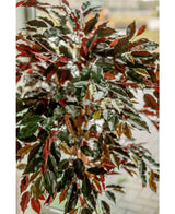 Kunstpflanze Ficus grün/rot 150 cm