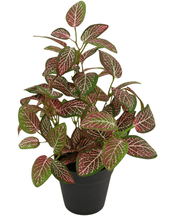 Kunstpflanze Fittonia Rot im Topf 35cm