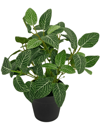 Kunstpflanze Fittonia grün-weiß im Topf 35cm