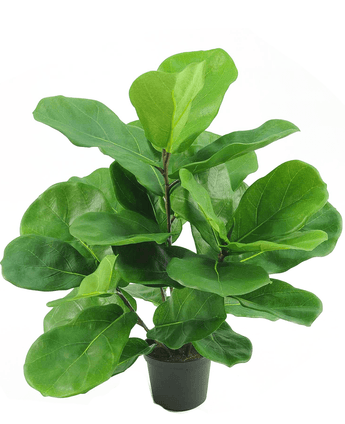 Tabakpflanze Fiddle Leaf 45 cm