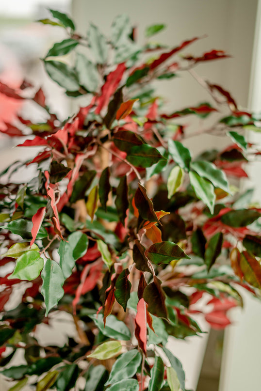Kunstpflanze Ficus grün/rot 150 cm