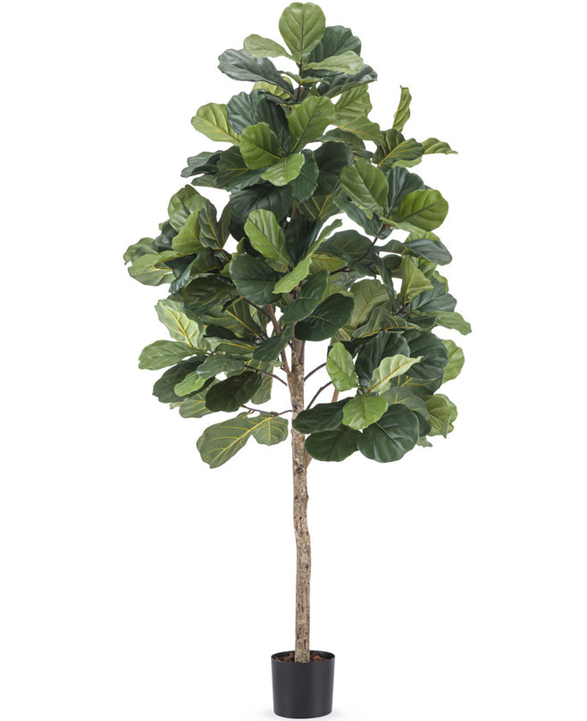 Künstliche Tabakpflanze Ficus Lyrate 180 cm