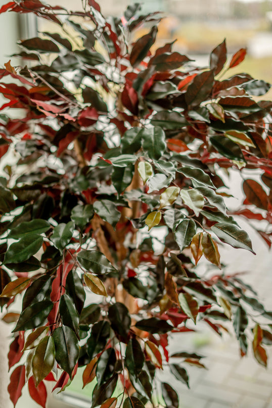 Kunstpflanze Ficus grün/rot 150 cm