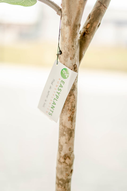 Künstliche Tabakpflanze Ficus Lyrate 225 cm
