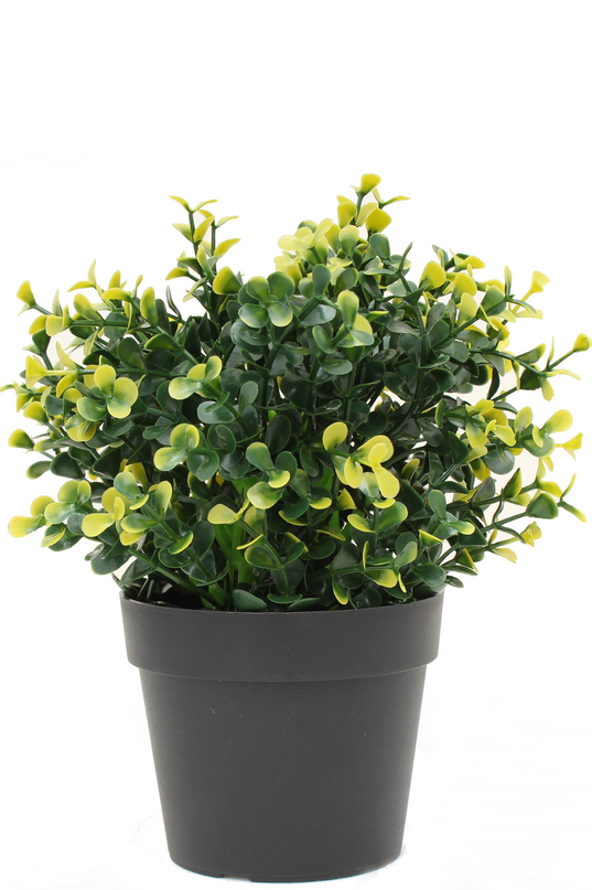 Kunstpflanze Buxus gelb im Topf 19 cm UV