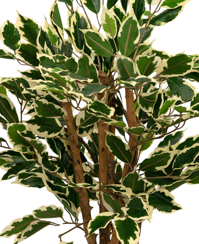 Kunstpflanze Ficus Grün/Weiß 90 cm