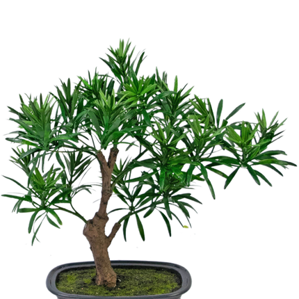 Künstliche Pflanze Bonsai Podocarpus 30 cm