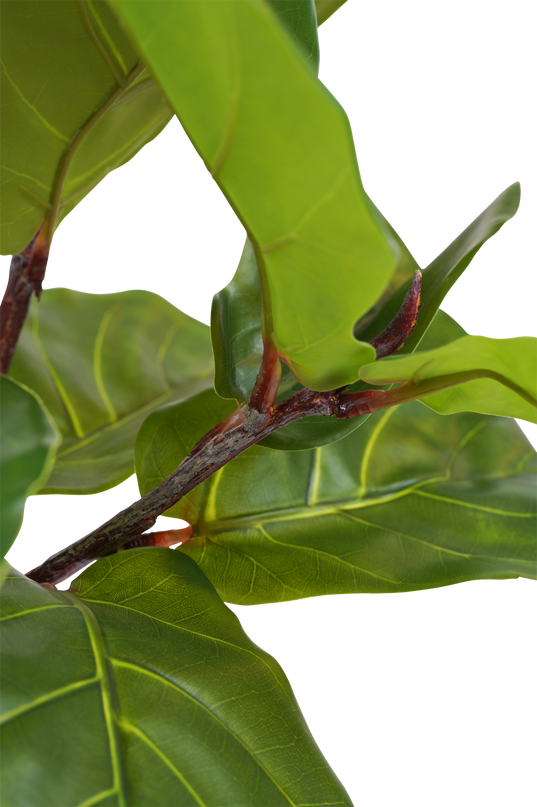 Ficus-Tabak-Pflanze Deluxe 90 cm