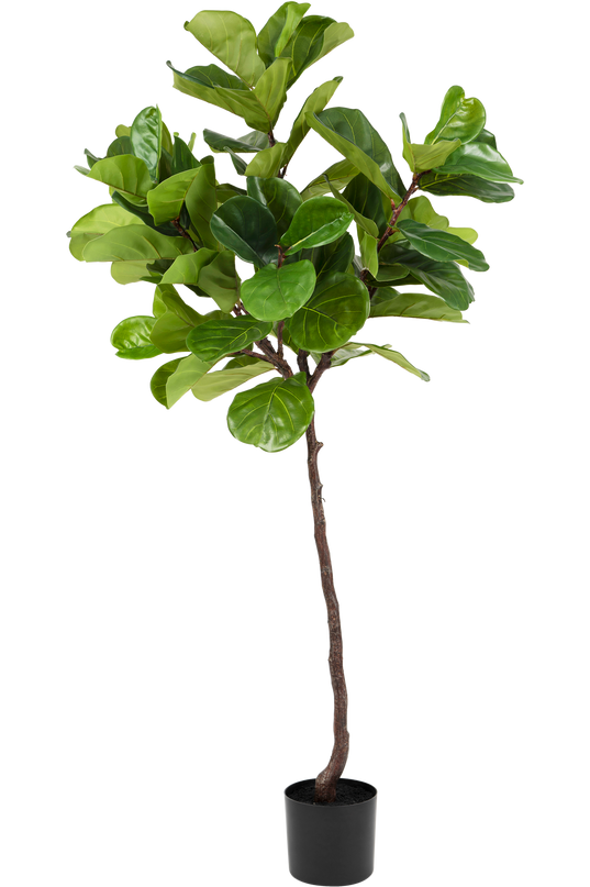 Ficus-Tabak-Pflanze Deluxe 180 cm