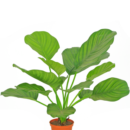 Künstliche Pflanze Calathea 46 cm