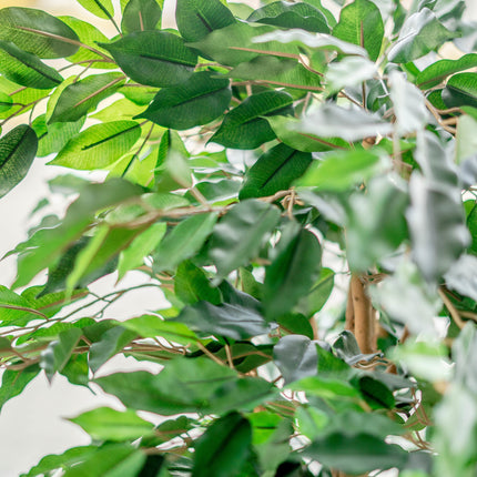 Künstliche Pflanze Ficus Grün 150 cm