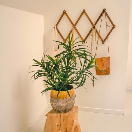 Kunstpflanze Dracaena Reflexa im Topf 63 cm