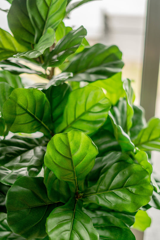 Künstliche Tabakpflanze Ficus Lyrate 150 cm