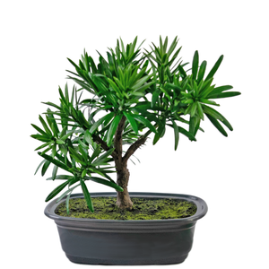 Künstliche Pflanze Bonsai Podocarpus 20 cm