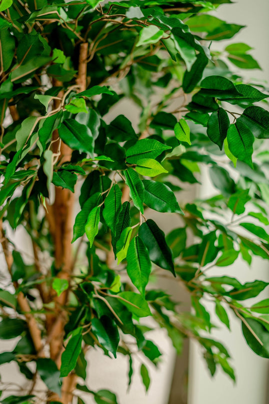 Künstliche Pflanze Ficus Grün 180 cm